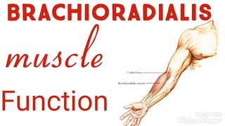 Function of Brachioradialis muscle [upl. by Aura]