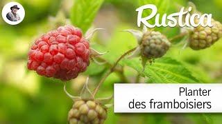 Comment planter des framboisiers [upl. by Bobker]