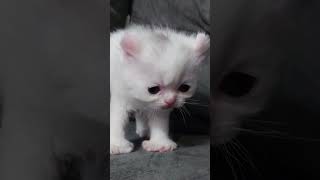 Casper  Polydactyl  Curled Ears  Persian Smoosh Face [upl. by Natek]