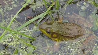 Life At The Ponds Edge [upl. by Nalniuq]