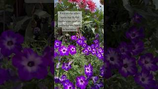 Petunias are Budworm Free 🪱 organicgardening budworms petunias [upl. by Ellenad]