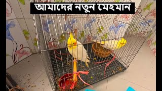 This is my new Birds 🔥Bashar Vlogs [upl. by Peggie235]