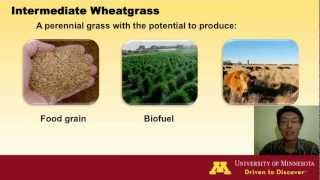 Domesticate Intermediate Wheatgrassmp4 [upl. by Barri]