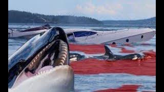 Why Are Killer Whales Attacking Boats [upl. by Yart]