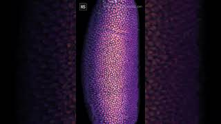 Watch the mitosis of a fruit fly embryo 🪰🔬 [upl. by Hilde]