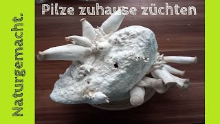 Pilze im Haus wachsen lassen essbar Shitake Kräuterseitling [upl. by Nuli]