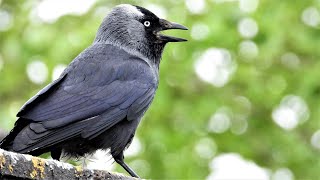 Jackdaw bird call bird song [upl. by Barbey965]