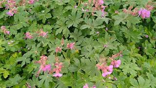 Bodembedekker planten Geranium macrorrhizum Spessart Ooievaarsbek [upl. by Gierk]