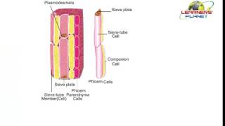 9th CBSE Biology tissues video session 7 [upl. by Eimmas]