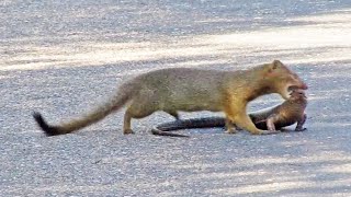 Mongoose Rips Out Lizards Eyes [upl. by Zared]