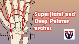 Superficial and Deep Palmar archesArterial arches of hand World of Anatomy [upl. by Aleira]