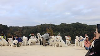 It was a large dogs meeting [upl. by Anauqahc339]