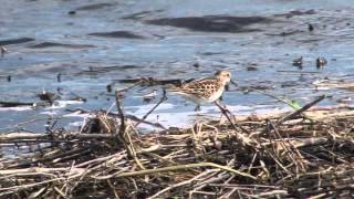 Incredible Wetlands  IMPA Award Winner [upl. by Ahsenod]