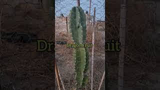 Night Blooming Cactus Cactus Cacti Nightbloomingcactus [upl. by Oiram225]