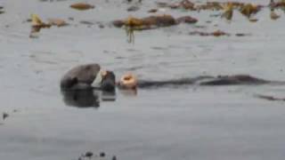 Wild Sea Otter Eating Crab at Monterey [upl. by Suiraj]