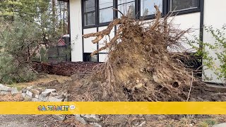 Trees toppled in Beaverdell [upl. by Stutman846]