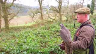 Hunting Pheasant with Goshawks in Ireland [upl. by Yluj]