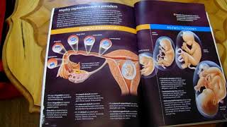 Kl 7 Rozwój człowieka od zapłodnienia do porodu [upl. by Morgan202]