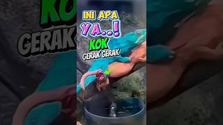 Ini Apa yah Kok Gerak Gerak bunglon iguana duniahewan [upl. by Bultman714]