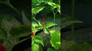 കാന്താരി മുളക് birds eye chillicapsicum frutescenssolanaceae familytrending shotviral [upl. by Oiruam827]