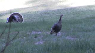 Best Wild Turkey Hen Calling and Yelping 2 [upl. by Ahseit]