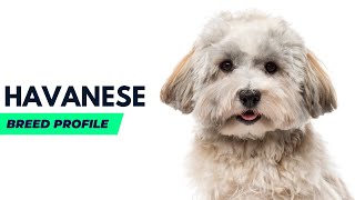 Havanese Dog Breed History  Havanese Dog Price AnimalPlatoon [upl. by Ailaham]