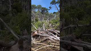 Gorgeous Beach Day NZ nztravell shortsvideo shortsfeed beach [upl. by Aseral]