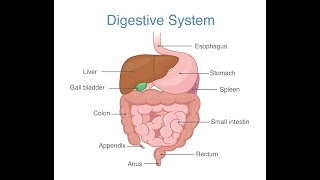 Digestione dei Carboidrati e GLUT [upl. by Linehan]