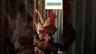 ISA Brown Chicken breed🐔🐔youtubeshorts trending foryou [upl. by Niro]