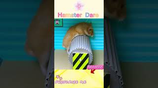 Ingenious Hamster Escape from the Ultimate Maze 🐹 Hamster Maze hamsters hamsterescape pets [upl. by Yrrum]