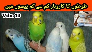 How to Start a Business about Australian Parrots in cheap Price in urduHindi Arham Naveed Vdo 13 [upl. by Moe108]