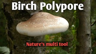 Birch polypore Natures multi tool [upl. by Zap]