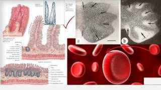 M204 Diferenças entre Necrose e Apoptose [upl. by Nidia892]