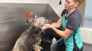 The Art of Grooming a Briard  PART 2 [upl. by Kcirrem]