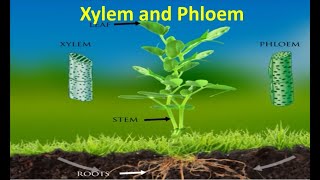 Xylem and Phloem [upl. by Rehnberg]