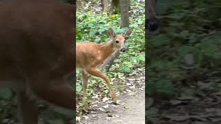 Whitetailed deer cute whitetaileddeer minnesotawildlife naturecenter [upl. by Danby]