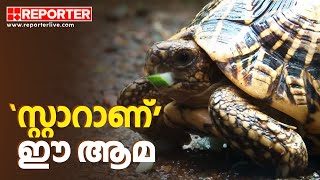 ഈ നക്ഷത്ര ആമ എങ്ങനെ കണ്ണൂരെത്തി  Star Tortoise [upl. by Ecniuq]