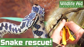 Rescuing the UKs only VENOMOUS SNAKE [upl. by Beattie471]