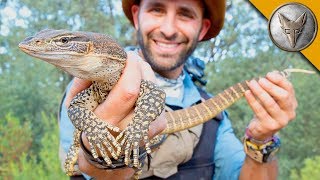 Youll NEVER guess how I caught this lizard [upl. by Verneuil]