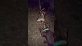 Dog gets massive rat from a sawdust bag patterdale ratting terriers puppy pestcontrol chickens [upl. by Greyso383]