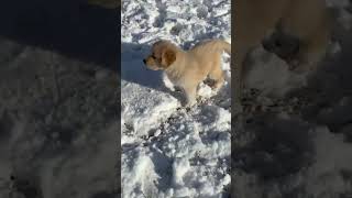 Clyde’s first snow snowpatrol dogshorts goldenretriever goldenretrieverpuppy [upl. by Digdirb]