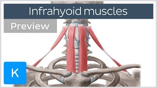 Infrahyoid muscles Origin insertion innervation and function preview  Human Anatomy  Kenhub [upl. by Savick]