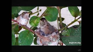 Aryana Hummingbird Chicks Venture Out Of the Nest 02212024 exploreorg [upl. by Cinimod]