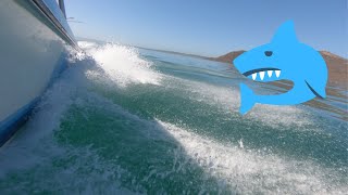 SHARKS in the Langebaan Lagoon [upl. by Delaryd]