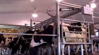 DeLaval Cascade™ Parallel Parlour  DeLaval [upl. by Berkin915]