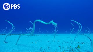 PeekABoo with Hawaiian Garden Eels [upl. by Anderea801]