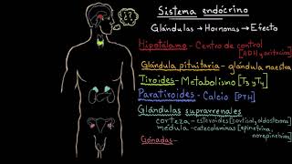 Resumen sobre las hormonas de las glándulas endocrinas  Fisiología del sistema endócrino [upl. by Vernita]