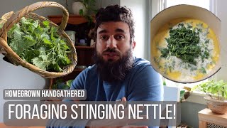 Foraging Stinging Nettle and Making NettleCheese Soup [upl. by Kenwood]