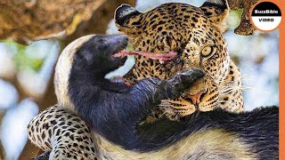 Honey Badger Shows The Leopard Whos The Boss [upl. by Edvard472]