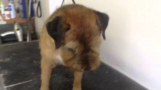 Hand Stripping a border Terrier Part 5 end result [upl. by Nerha]